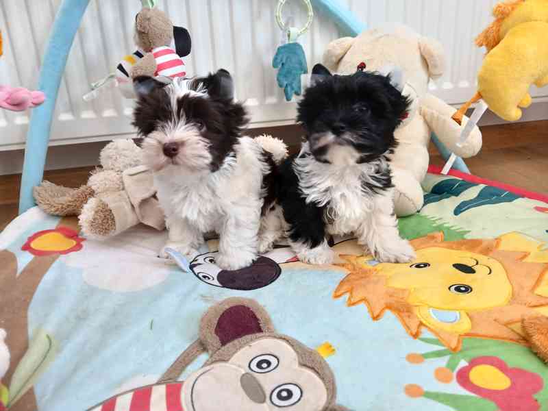 Biewer Jorkšírský terier 