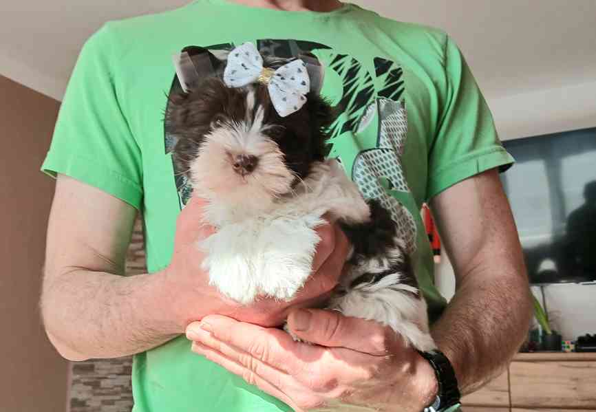 Biewer Jorkšírský terier  - foto 3