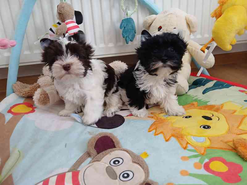 Biewer Jorkšírský terier  - foto 2