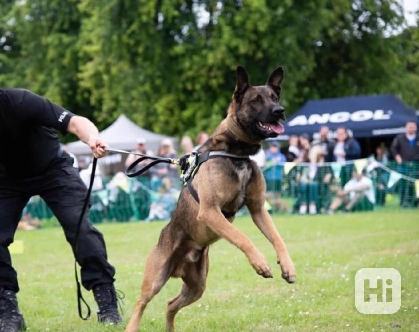 Belgický ovčák malinois - foto 1