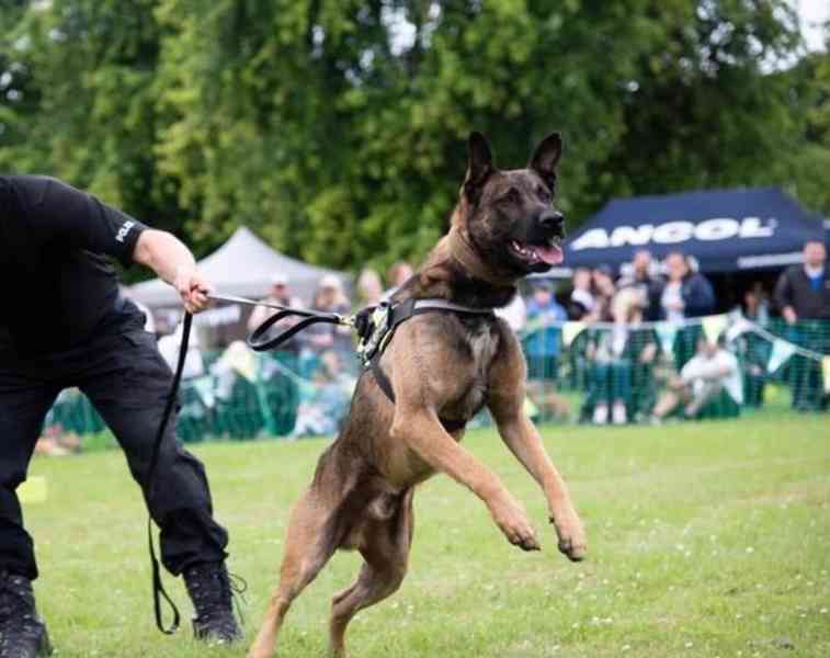 Belgický ovčák malinois - foto 1