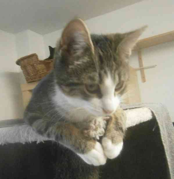 Hravá, milá, čilá mouratobílá 11měsíční Cecilka hledá domov. - foto 1