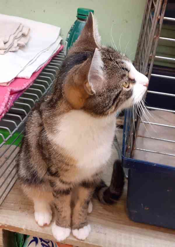 Hravá, milá, čilá mouratobílá 11měsíční Cecilka hledá domov. - foto 5