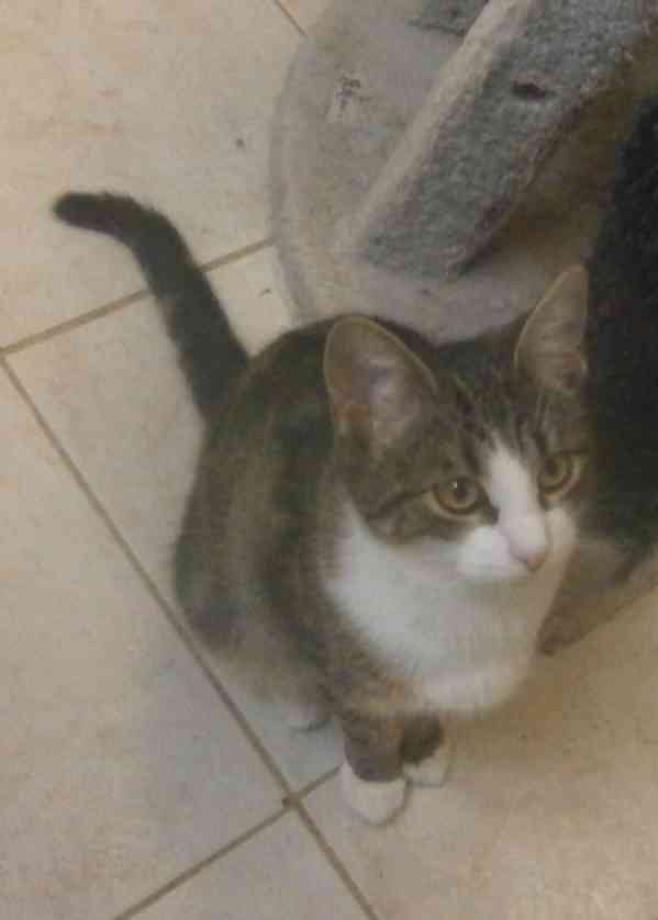 Hravá, milá, čilá mouratobílá 11měsíční Cecilka hledá domov. - foto 8