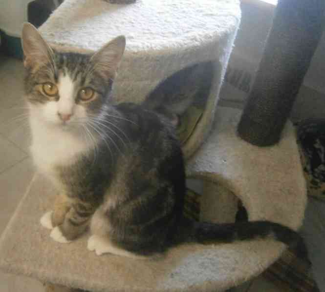 Hravá, milá, čilá mouratobílá 11měsíční Cecilka hledá domov. - foto 4