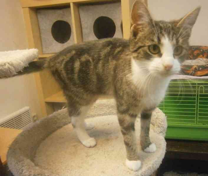 Hravá, milá, čilá mouratobílá 11měsíční Cecilka hledá domov. - foto 10