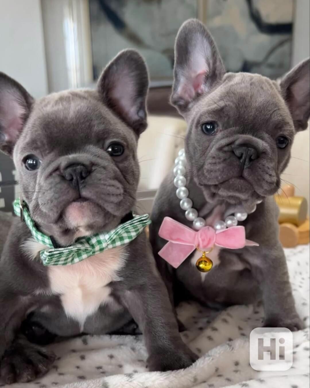 🐾 Krásná štěňata francouzského buldočka na prodej - foto 1