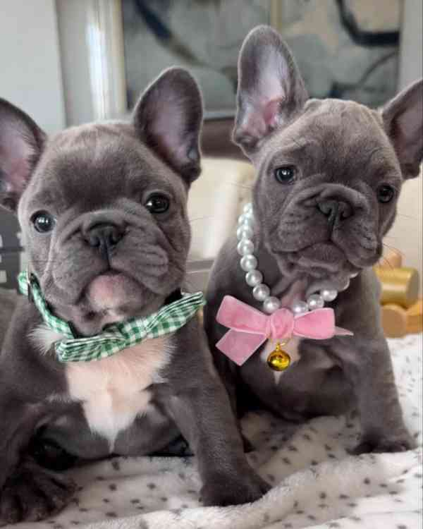 🐾 Krásná štěňata francouzského buldočka na prodej