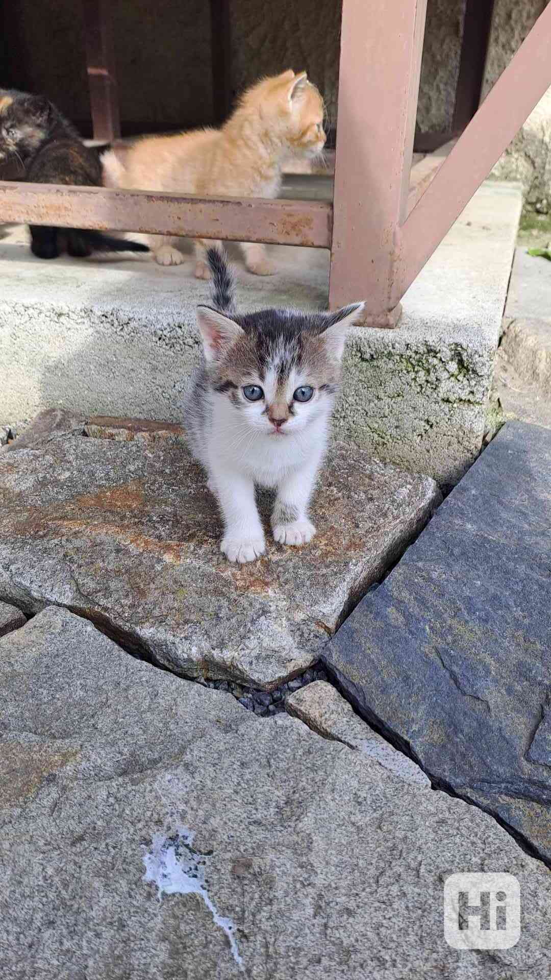 Koťátko  - foto 1