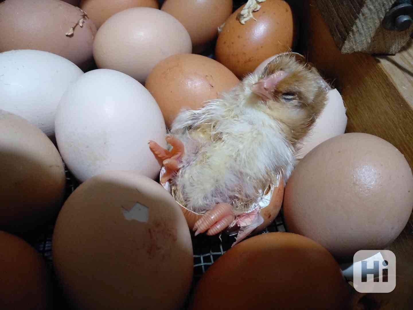 Jednodenní kuřata - foto 1