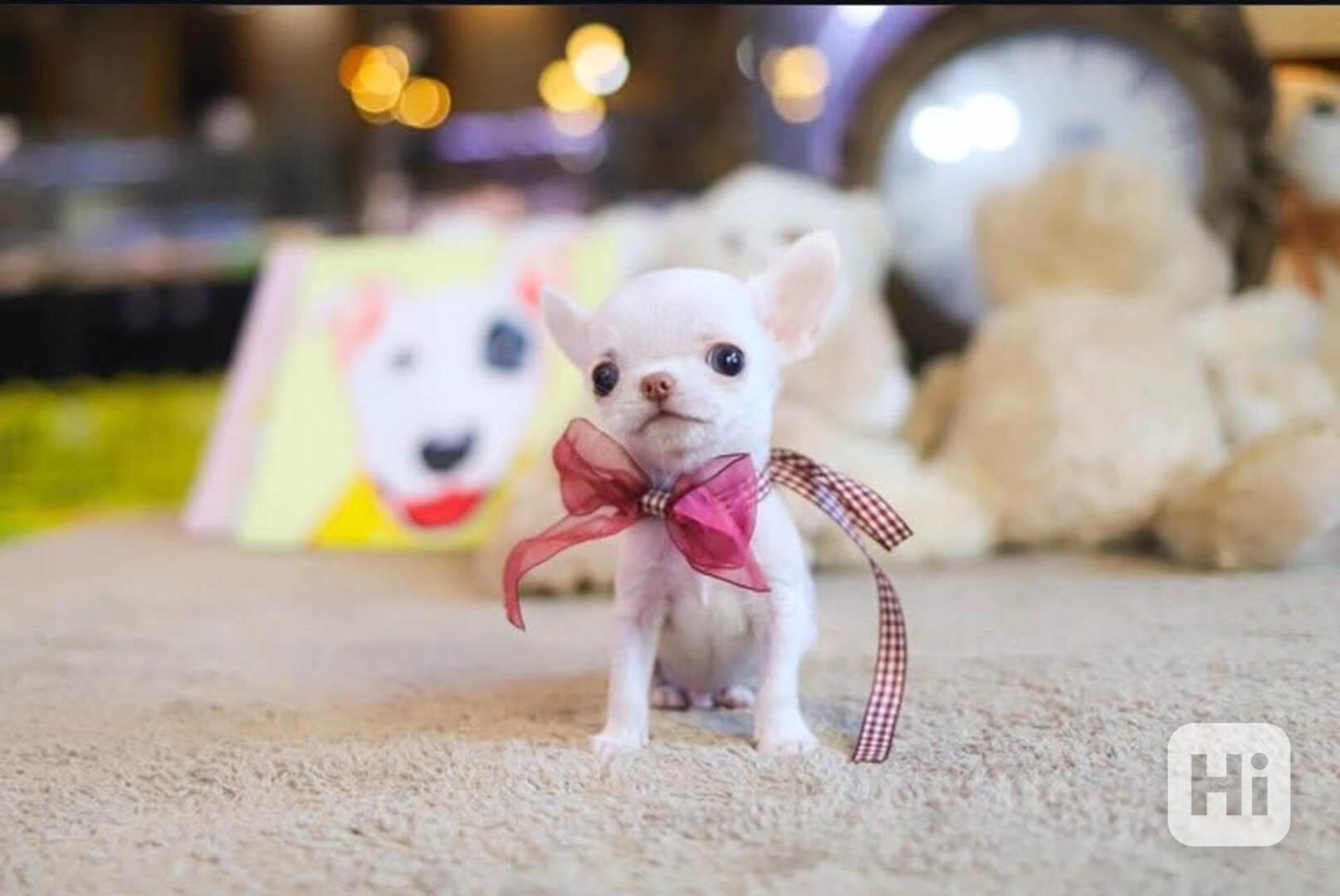 Štěňata čivavy - foto 1