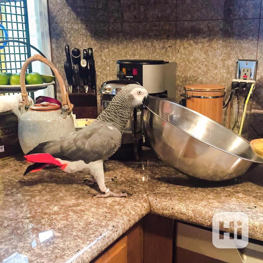 Mláďata afrických šedých samců a samic - foto 1