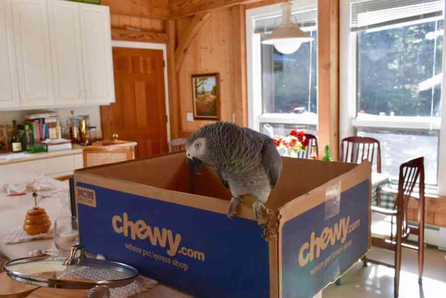 Mláďata afrických šedých samců a samic - foto 3