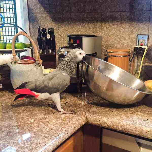 Mláďata afrických šedých samců a samic - foto 1