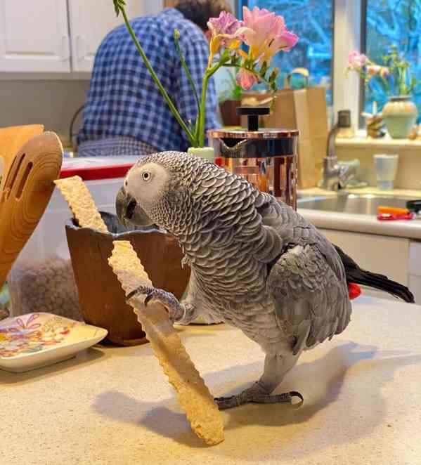 Mláďata afrických šedých samců a samic - foto 2