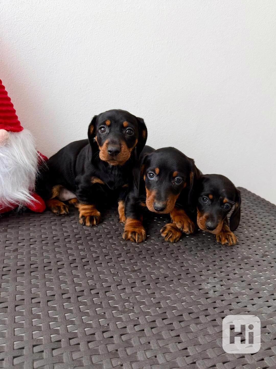 Jezevčík hladkosrstý trpasličí bez PP  - foto 1