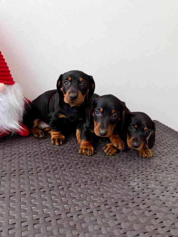 Jezevčík hladkosrstý trpasličí bez PP  - foto 1