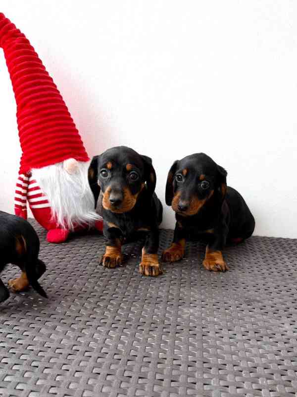 Jezevčík hladkosrstý trpasličí bez PP  - foto 3