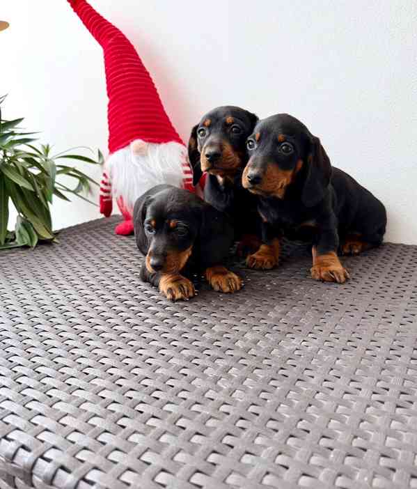 Jezevčík hladkosrstý trpasličí bez PP  - foto 2