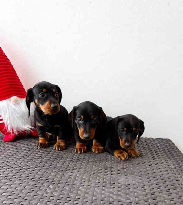 Jezevčík hladkosrstý trpasličí bez PP  - foto 6