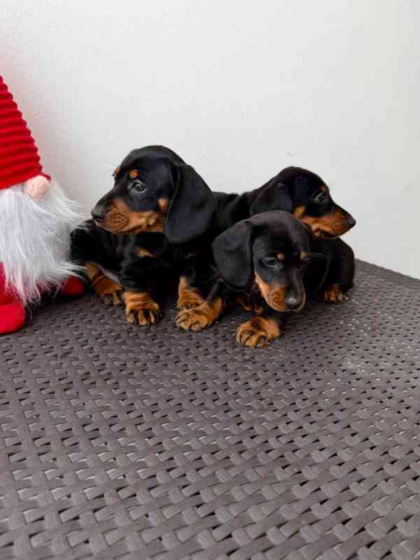 Jezevčík hladkosrstý trpasličí bez PP  - foto 4