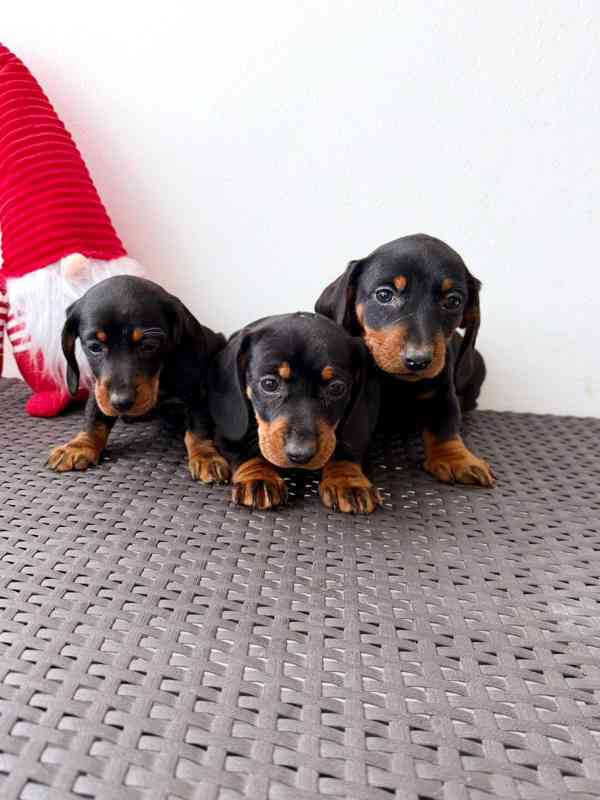 Jezevčík hladkosrstý trpasličí bez PP  - foto 8