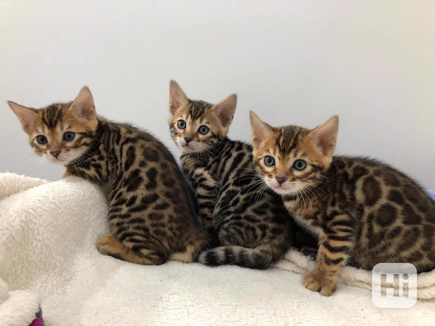 přátelská  bengálská koťata  k adopci - foto 1