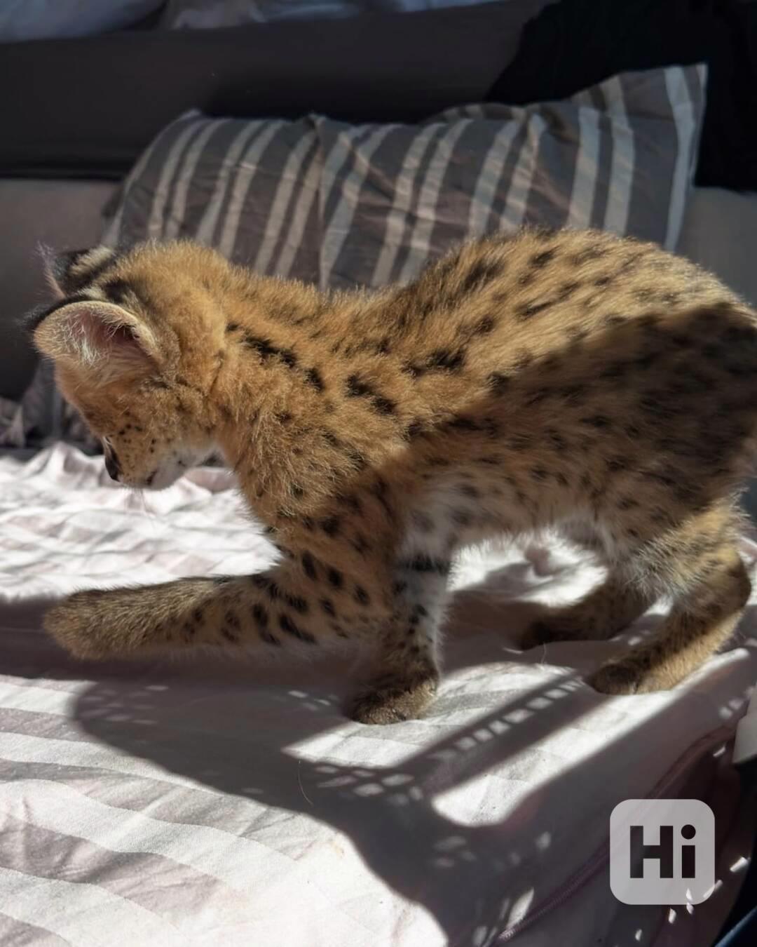 Naše dvě rozkošná koťátka jsou nyní připravena připojit se k - foto 1