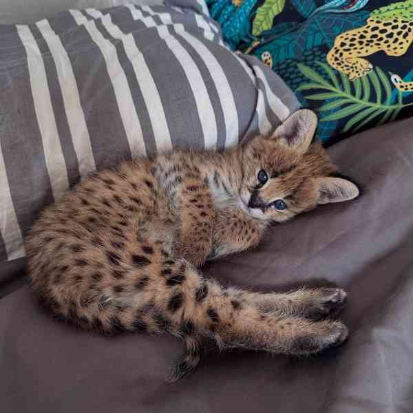 Naše dvě rozkošná koťátka jsou nyní připravena připojit se k - foto 3