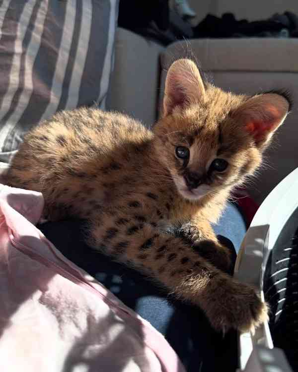 Naše dvě rozkošná koťátka jsou nyní připravena připojit se k - foto 6