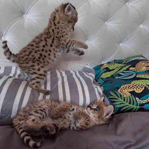 Naše dvě rozkošná koťátka jsou nyní připravena připojit se k - foto 4