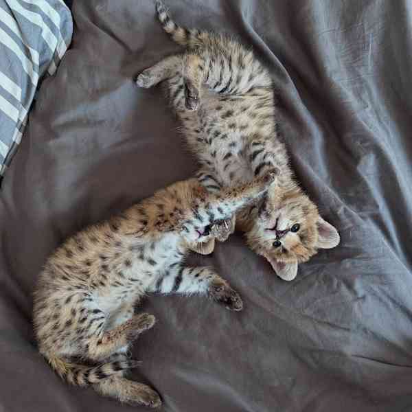 Naše dvě rozkošná koťátka jsou nyní připravena připojit se k - foto 2