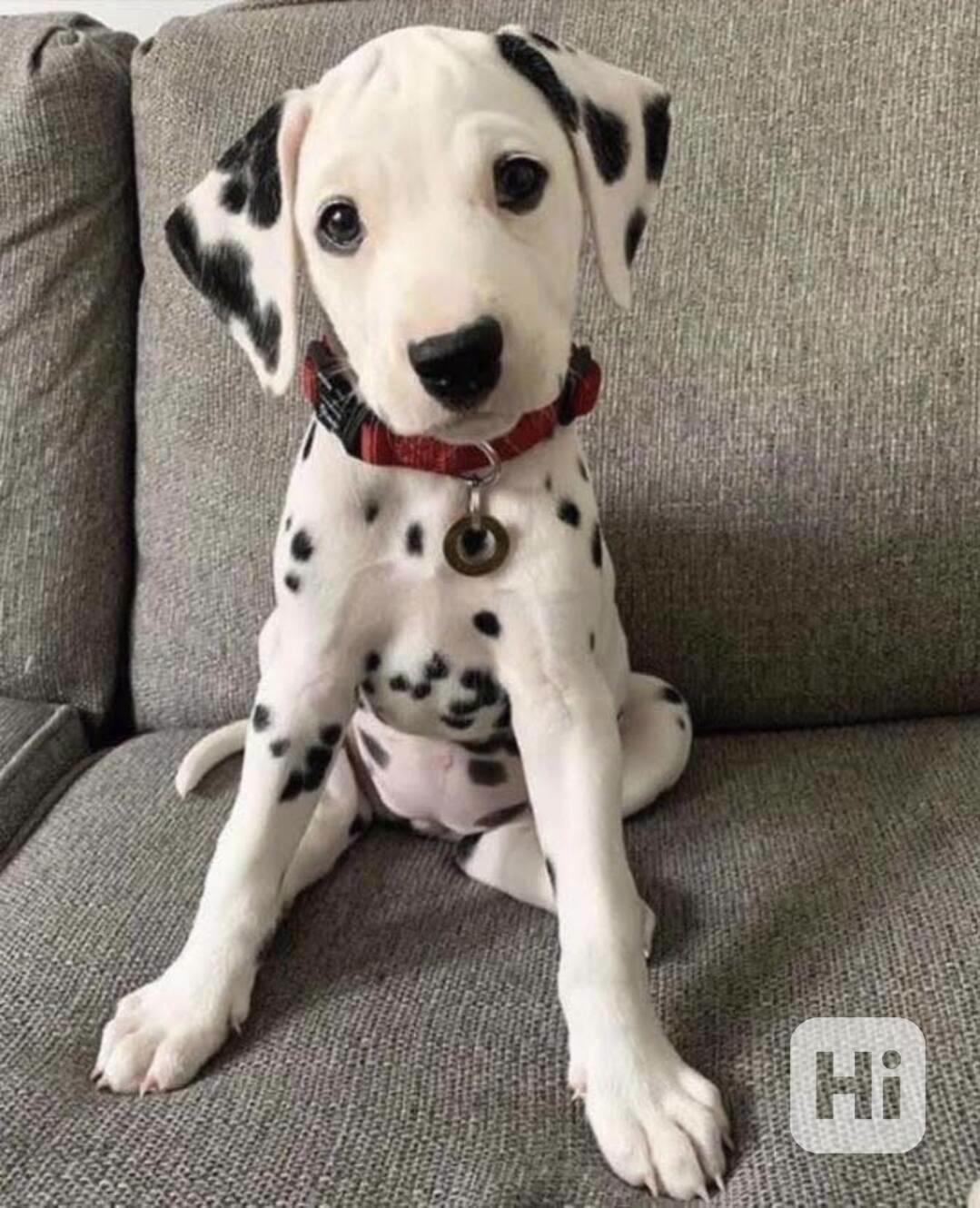 Neocenitelná registrovaná štěňata dalmatinů - foto 1