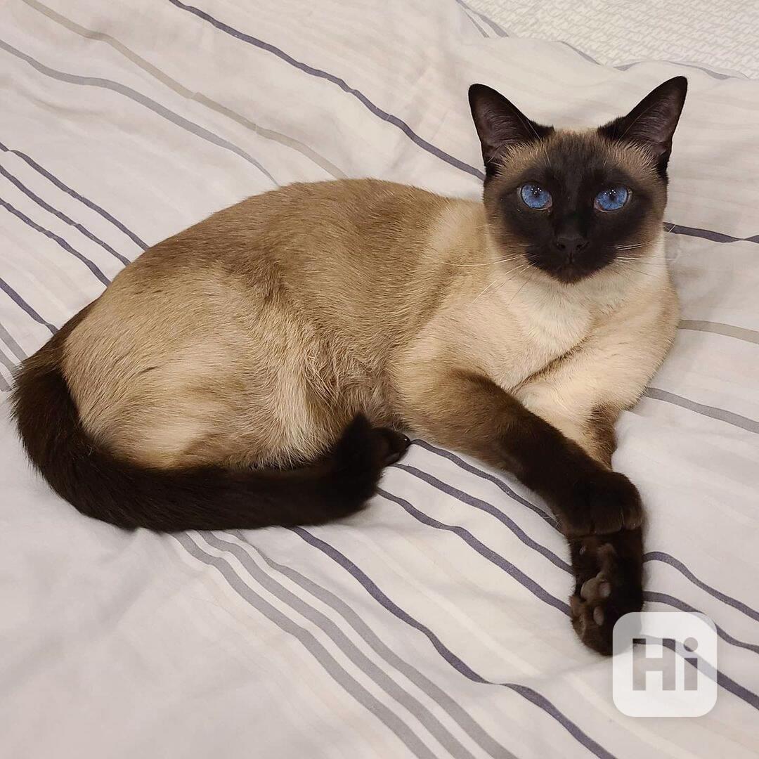 siamská koťátka s modrýma očima do rehole - foto 1