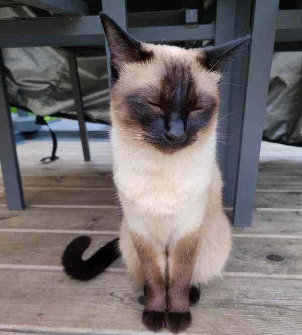 siamská koťátka s modrýma očima do rehole - foto 2
