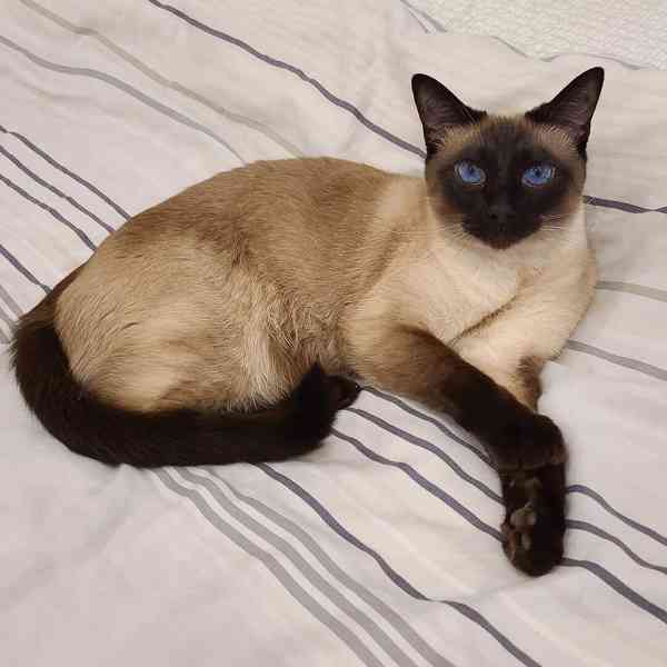 siamská koťátka s modrýma očima do rehole - foto 1