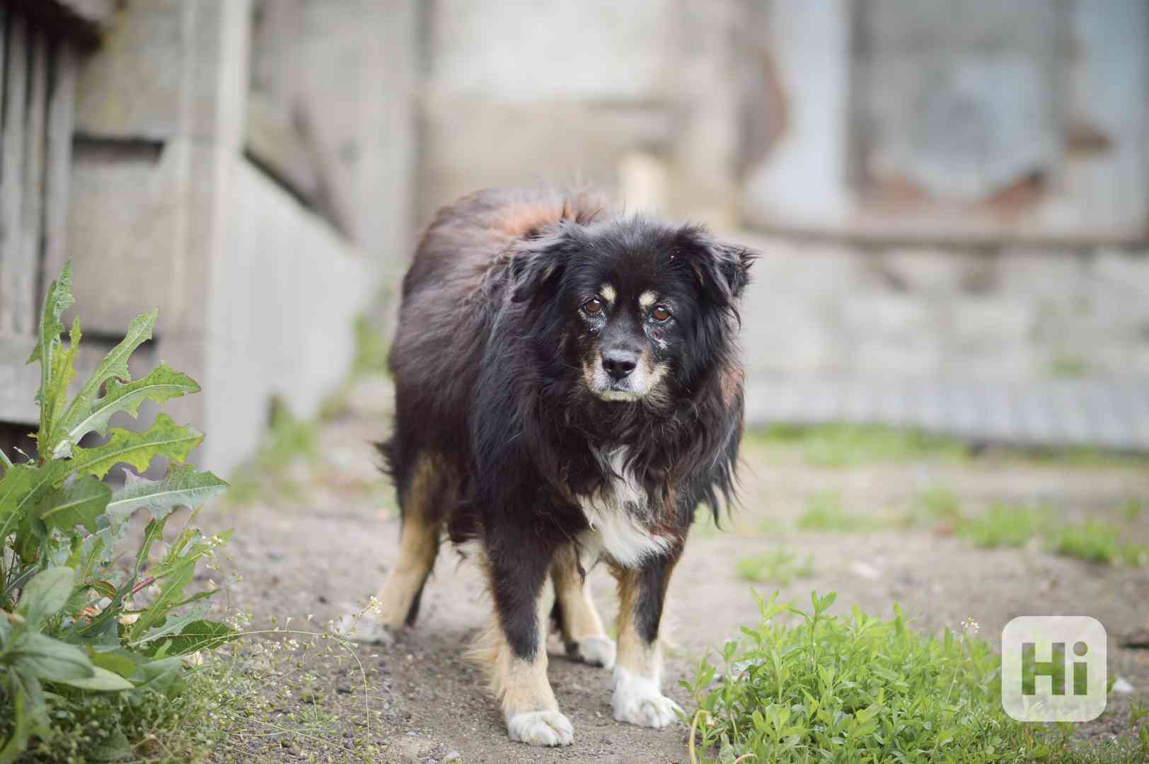 Samba - kříženka střední velkosti, hodná, cca 4 roky - foto 1