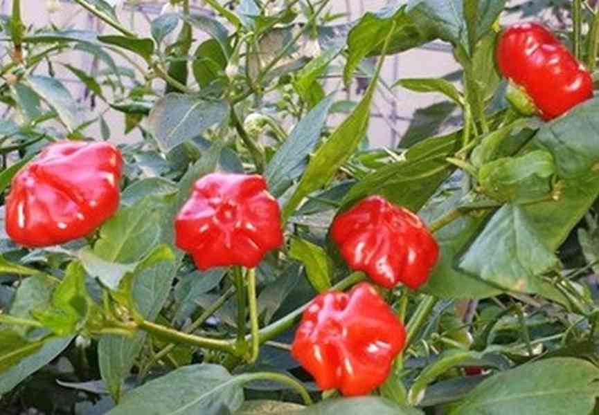 Sazenice Chilli Brazilian Starfish - foto 1