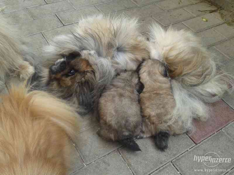 Pekingský palácový psík - foto 1