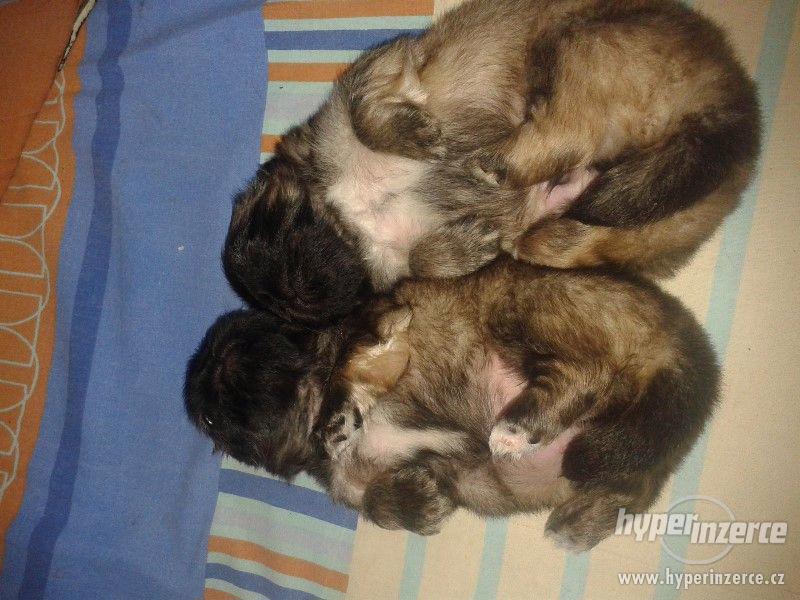 Pekingský palácový psík - foto 2