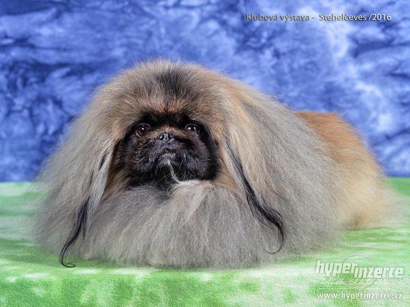 Pekingský palácový psík - foto 4