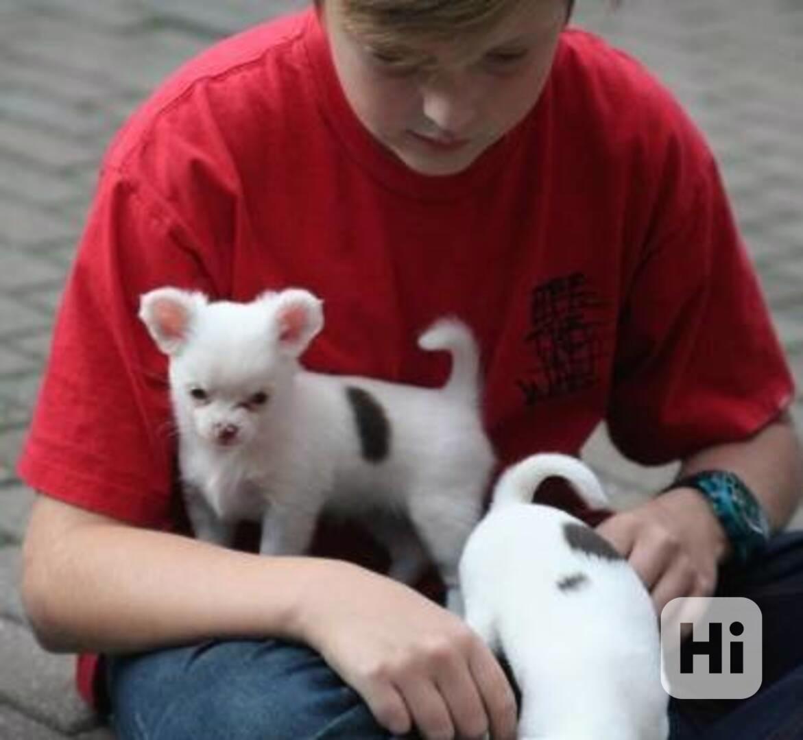 štěňata čivavy - foto 1