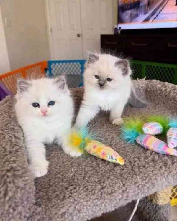 Koťata plemene Ragdoll hledají milující domov. - foto 1