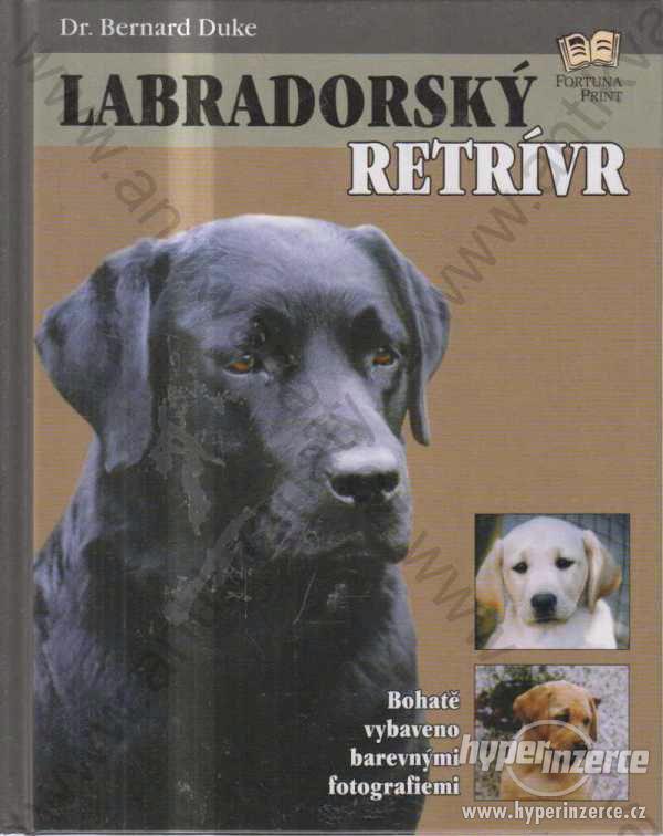 Labradorský retrívr Bernard Duke Fortuna Print - foto 1