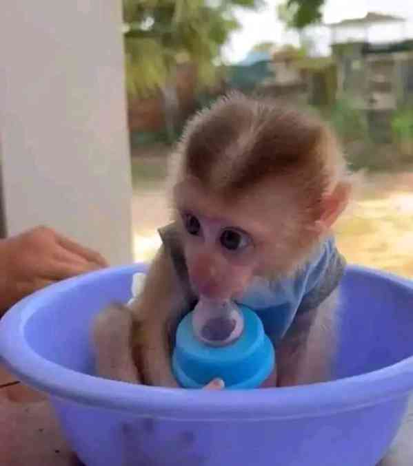  Opice připravené k návratu domů   - foto 1