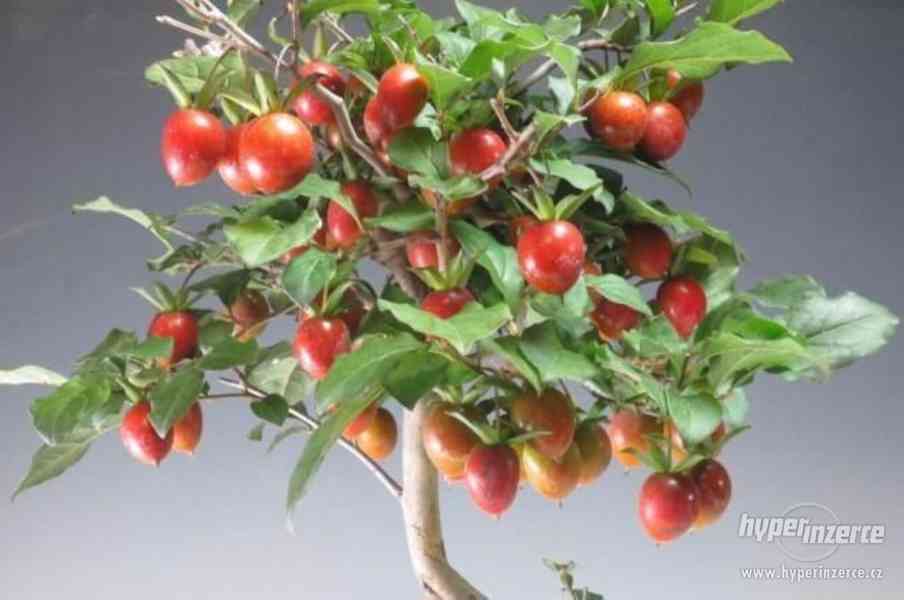 Diospyros (Tomel) rhombifolia - naklíčená semena - foto 1