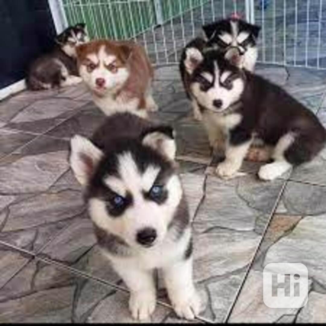 Štěňata huskyho k adopci - foto 1