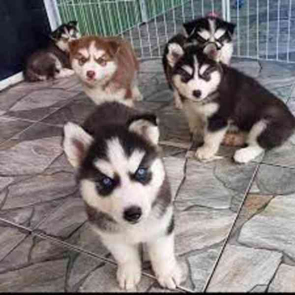 Štěňata huskyho k adopci - foto 1