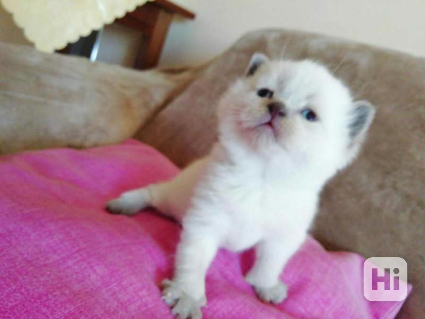 Koťata plemene Ragdoll - foto 1