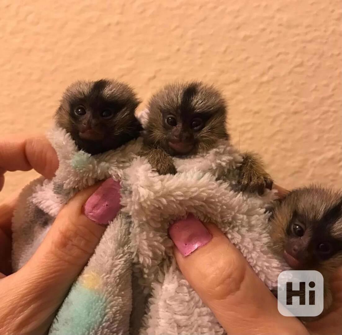 Krásné opice marmoset k dispozici - foto 1